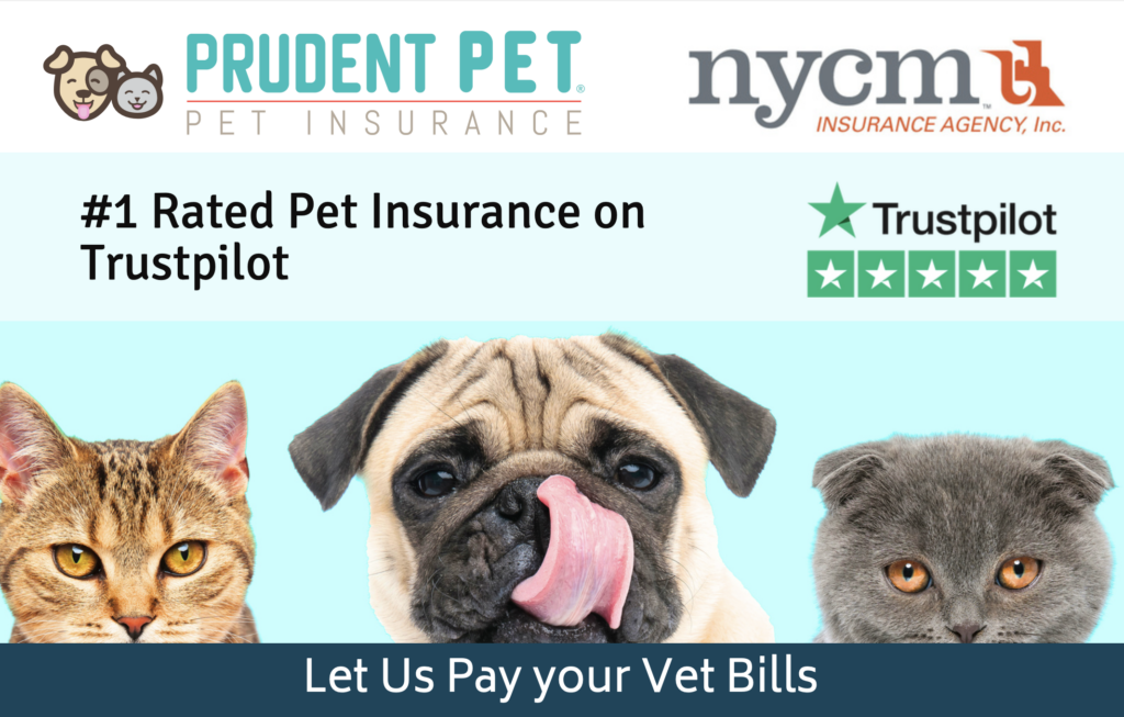 Prudent pet graphic